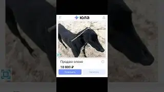 Смешные объявления на Юле #смех #юла #авито #смехавито #мем