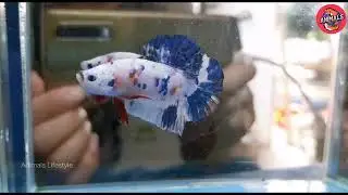 Beautiful gold fish 🐠🐟 | beautiful gold fish tank❤️ #amazing #Shorts(2)