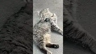 Как я прятала котов от дождя(история)