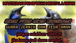 JARANG ADA ‼️MASTERAN Cungkok sambung tepuh kepala abu DURASI PANJANG SUARA JERNIH...