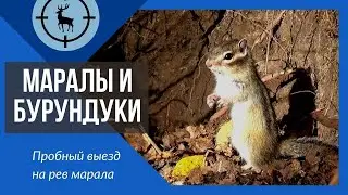 Маралы и бурундуки