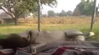 Собака и Енот) в конце нападение....