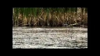 Змееголов. Капчагай. 2012. Snakehead