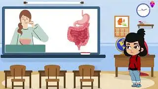 How Our Digestive System Works