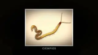 MIXTA - Nombrex - Cienpiés