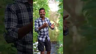 මොනාද GMO මේඇට කියන්නෙ?