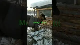 нежданные морозы