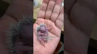 The pampered hedgehog #animals #love #shorts