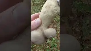 КАКОЕ ЛЕТО ТАКИЕ И ГРИБЫ!