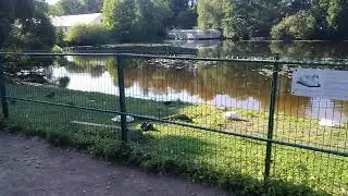 утки и гуси