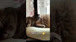 Без комментариев 😁 В питомнике есть свободные шотландские котята 😻 т. 89033443877 #забавныеживотные