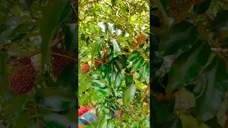 Pulasan plant and fruits #orchard  #fruitlover #tropicalfruit