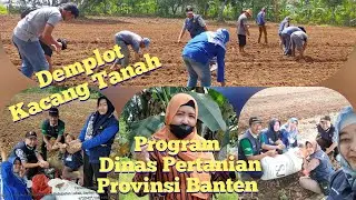 Gerakan Tanam Kacang Tanah Program Dinas Pertanian Provinsi Banten di Poktan Tani Mandiri