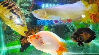 Some Beautiful Fish And Their Fight🤦‍Aquarium Cleaning Day🐟🐠