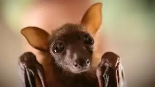 Johnny Depp's Bat - Jackie Sparrow