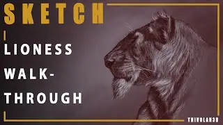 LIONESS DRAWING