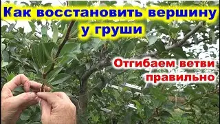 How to RESTORE the TOP on a PEAR after removing the center conductor.