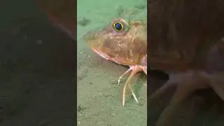 Tub Gurnard 'Walks' Across Sea Floor 😮