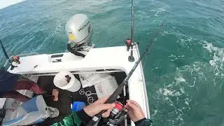 A day dodging sharks