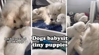 Our dogs take turns to baby sit puppies!