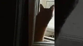 Кали