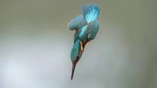 i segreti della fotografia naturalistica 2 il martin pescatore