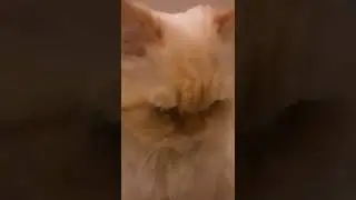 I think he did it