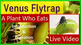 Venus Flytrap | A Carnivorous Plant | Introduction and Live Video