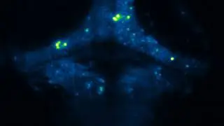 2-photon lightsheet calcium imaging in larval zebrafish