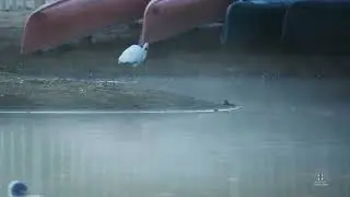 Great Egret Cane Creek   HD 1080p
