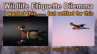 Wildlife Etiquette - Should I Stay or Should I Go (Now)