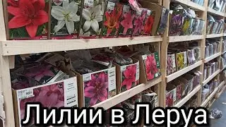 Ассортимент лилий в Леруа Мерлен.