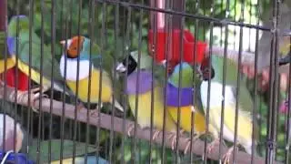 Feria de las Flores 2013 - Trailer