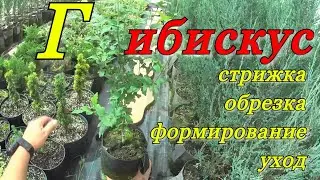 ГИБИСКУС ДРЕВОВИДНЫЙ садовый. Стрижем... Формируем куст с 