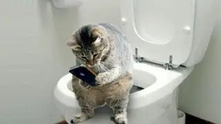 Los Gatos Son Tan Divertidos Que Morirás Riendo, Compilación De Gatos Divertidos