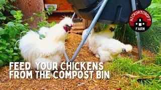 Feeding Chickens From The Compost Bin | Backyard Chickens | Chicken Feed (Silkie Chickens)