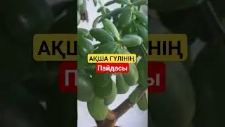 Ақша гүлінің пайдасы #народнаямедицина #денежноедерево #здоровье