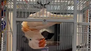 Whoa it’s Upside Down Barney! 🧡🤣🕺🦖