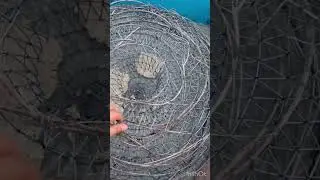 Ölüdenizde sepetle balık avı