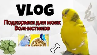 VLOG / Подкормки для моих волнистых попугаев. Что еще дополнительно я им даю, кроме основного корма!