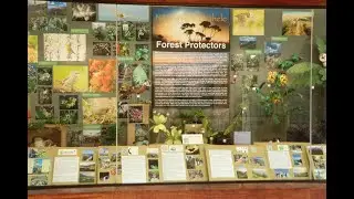 Līhuʻe Airport Window Display Highlights Native Forest Birds