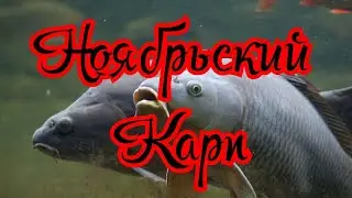 Как поймать КАРПА в Ноябре.Наживка прикормка для карпа. Где искать карпа в ноябре. Ноябрьский Карп.