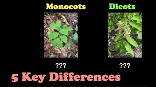 Monocots and Dicots | What They Are and How to Identify Them