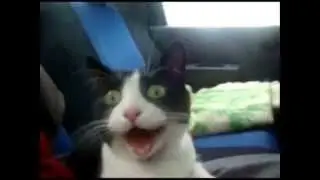 Behzat Ç. (Kedi Tv Versiyon)