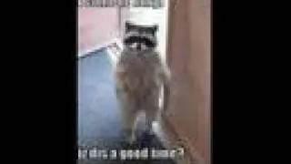 Lolcats - Sweetest, Funniest Compilation - NEW!