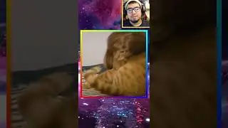 Lucid Reaction Clips