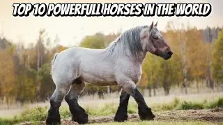 TOP 10 POWERFULL HORSES IN THE WORLD