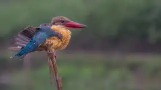 Some Beautiful Indian Birds | Beautiful Birds Video | Wildlife photography @Technophotography