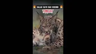 jenis kucing salju #kucing #spesies #wildlife
