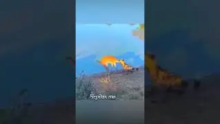 The hyena dog caught the antelope but could not hold it.